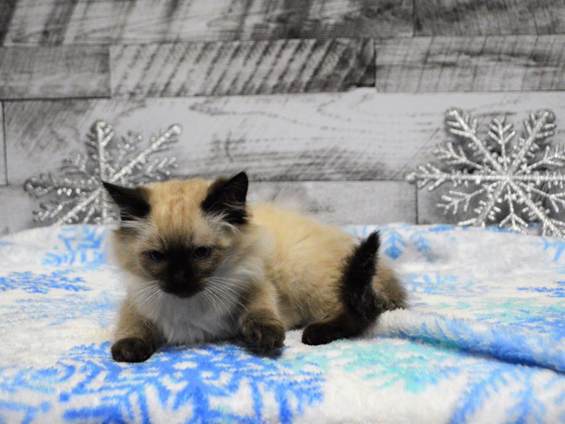 Ragamese-Female-Seal Point-2943985-Petland Dunwoody