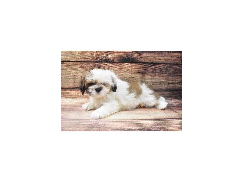 Lhasa Apso-DOG-Male-Golden-2956201-Petland Dunwoody Puppies For Sale