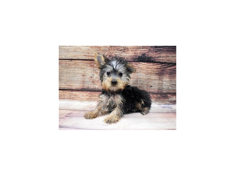 Yorkshire Terrier-DOG-Male-Black and Tan-2956251-Petland Dunwoody Puppies For Sale