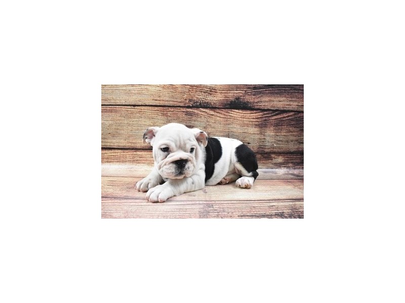 English Bulldog-DOG-Female-Black Red and White-2956262-Petland Dunwoody Puppies For Sale