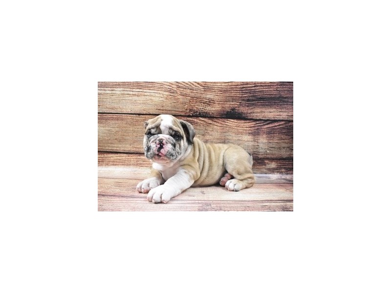 English Bulldog-DOG-Male-Fawn and White-2956318-Petland Dunwoody Puppies For Sale
