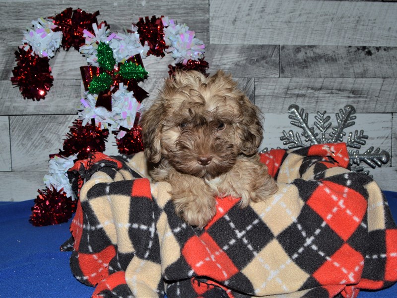 Shih-Poo-DOG-Female-Chocolate-2957877-Petland Dunwoody Puppies For Sale