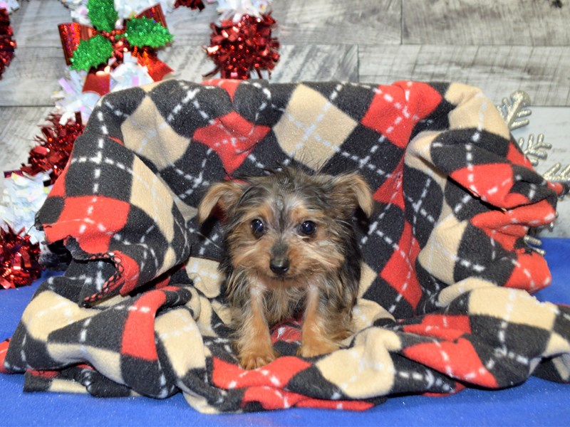 Yorkshire Terrier-DOG-Female-Black and Tan-2957665-Petland Dunwoody Puppies For Sale