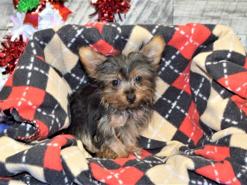 Yorkshire Terrier-DOG-Male-Black and Tan-2957661-Petland Dunwoody Puppies For Sale