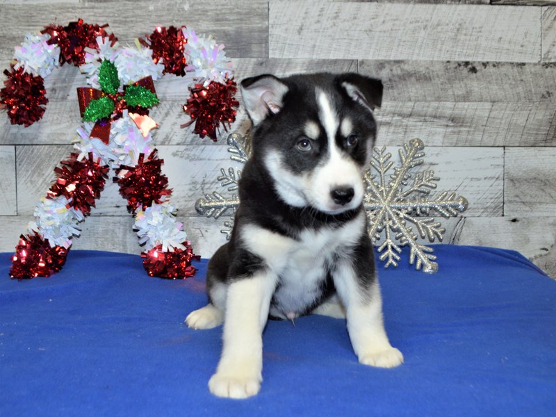 Husky Mix-DOG-Male-Black and White-2957905-Petland Dunwoody Puppies For Sale