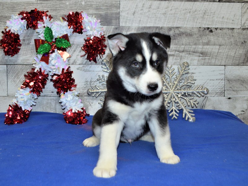 Husky Mix-Male-Black and White-2957905-Petland Dunwoody