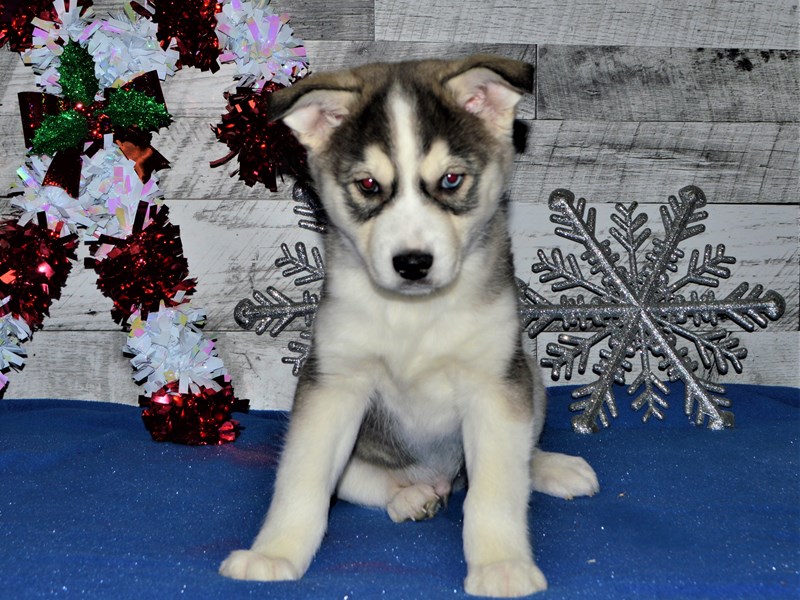 Husky Mix-Male-Black and White-2957904-Petland Dunwoody Puppies For Sale