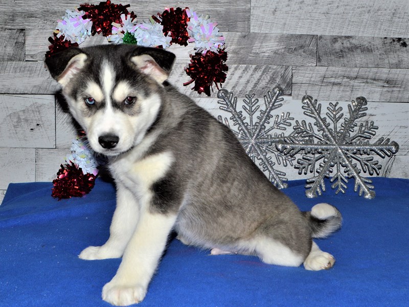 Husky Mix-Male-Black and White-2957901-Petland Dunwoody