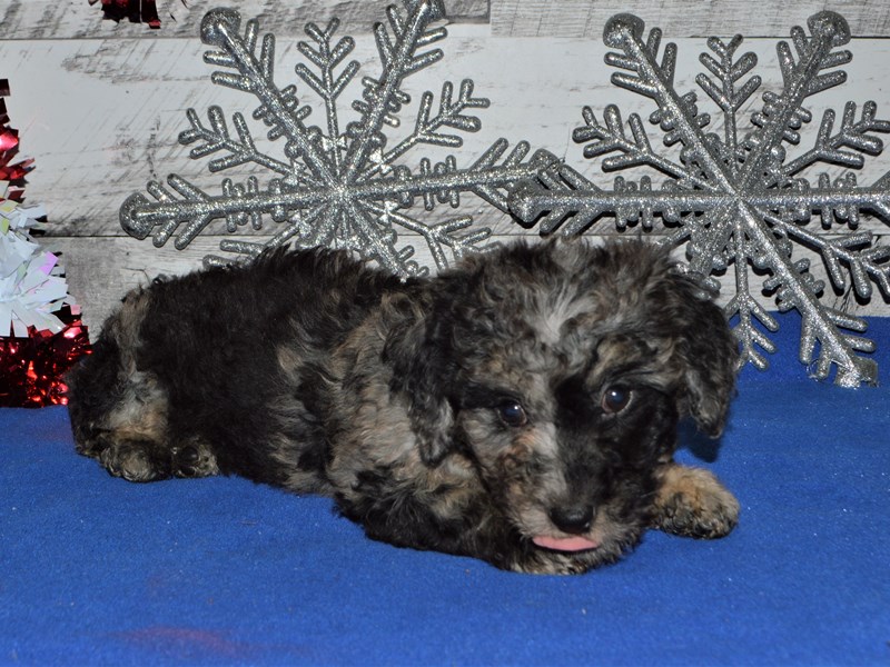 Mini Goldendoodle-DOG-Female-Blue Merle-2957896-Petland Dunwoody Puppies For Sale