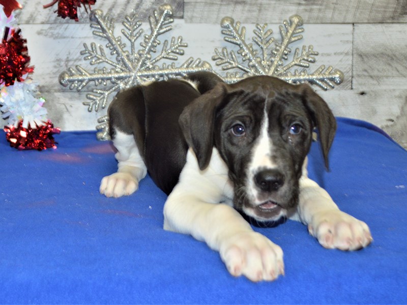Great Dane-DOG-Male--2957797-Petland Dunwoody Puppies For Sale