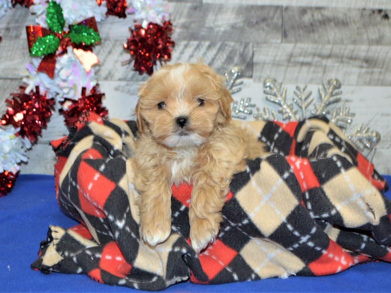 Shih-Poo-DOG-Female-Apricot-2957063-Petland Dunwoody Puppies For Sale