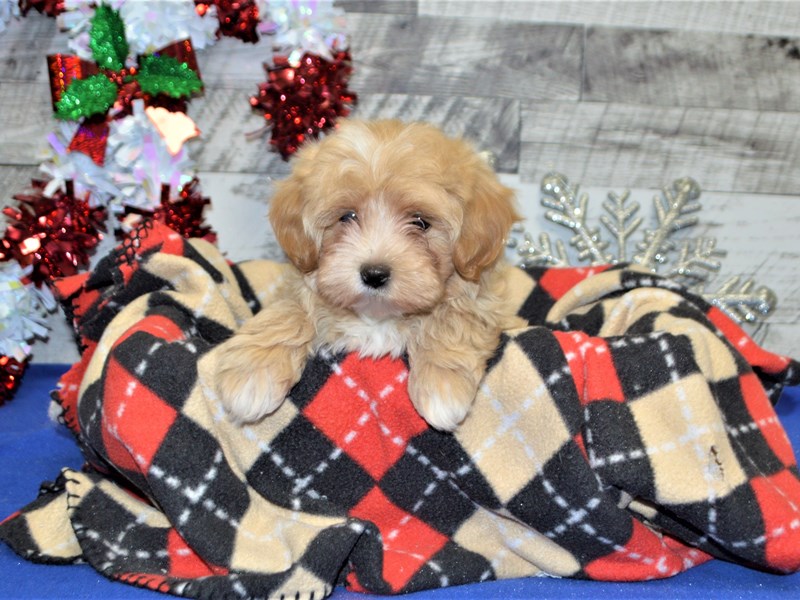Maltipoo-DOG-Female-Apricot-2957041-Petland Dunwoody Puppies For Sale