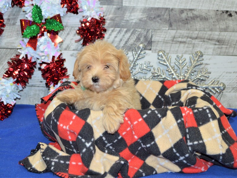 Maltipoo-DOG-Female-Apricot-2957034-Petland Dunwoody Puppies For Sale