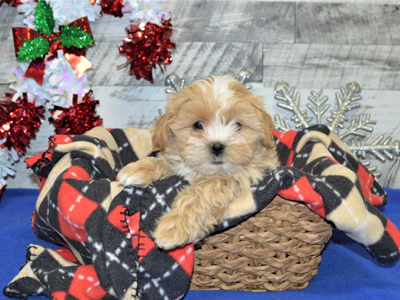 Shih-Poo-DOG-Female-Apricot-2957077-Petland Dunwoody Puppies For Sale