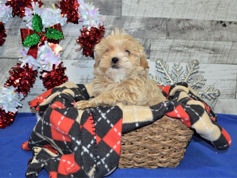 Shih-Poo-DOG-Male-Apricot-2957059-Petland Dunwoody Puppies For Sale
