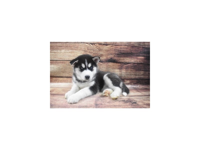 Siberian Husky-DOG-Female-Black and White-2965032-Petland Dunwoody Puppies For Sale
