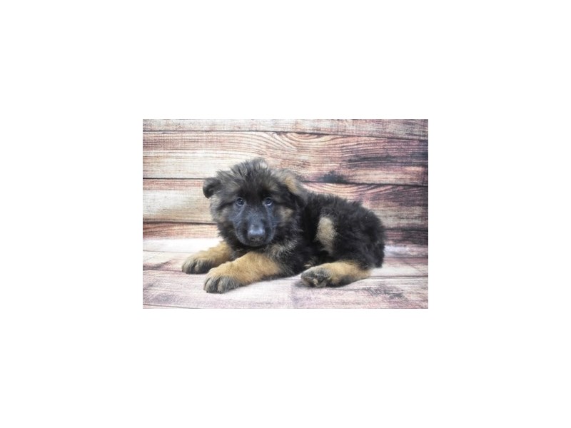 German Shepherd-DOG-Male-Black and Tan-2965036-Petland Dunwoody