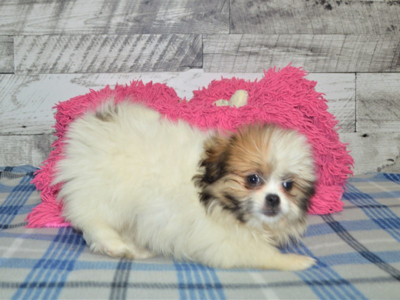 Shih Pom-Female--2966194-Petland Dunwoody