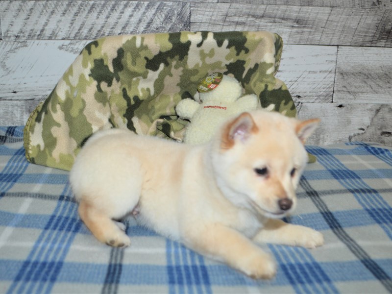 Cream deals shiba puppy