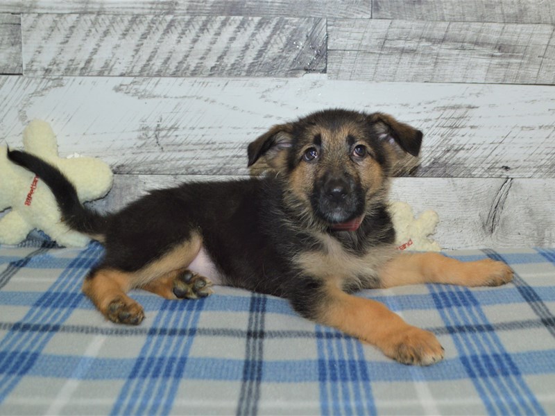 German Shepherd-DOG-Female-Black and Tan-2966051-Petland Dunwoody