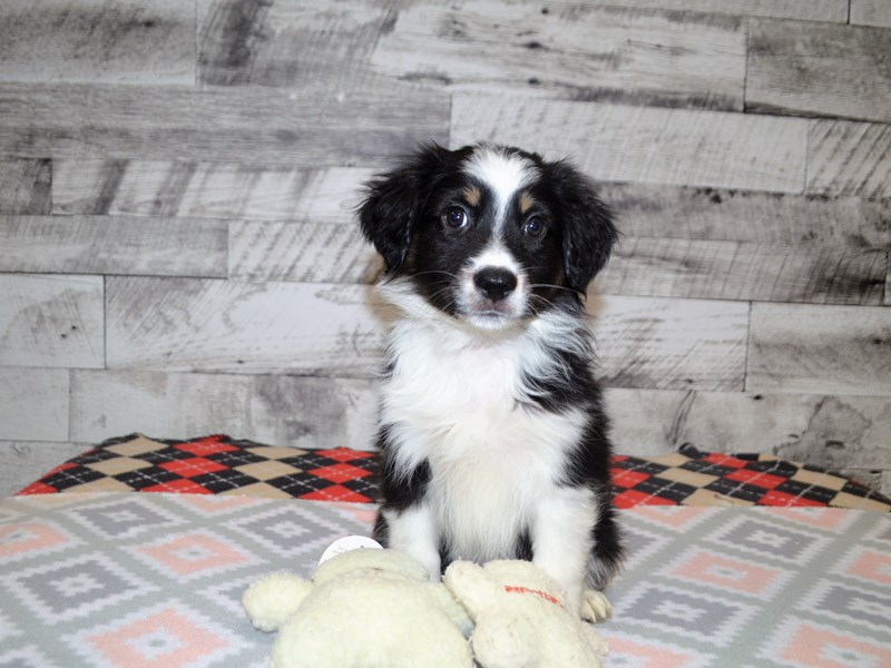 Miniature Australian Shepherd-DOG-Male-Black White and Brown-2965046-Petland Dunwoody Puppies For Sale