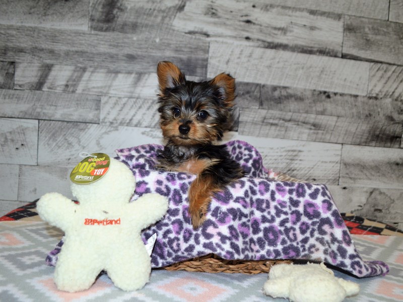 Yorkshire Terrier-DOG-Male-Black and Tan-2964975-Petland Dunwoody Puppies For Sale