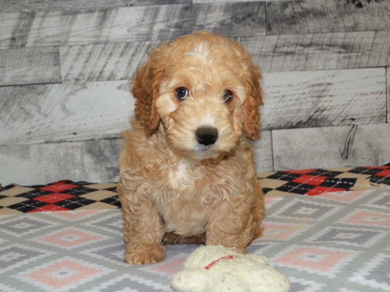 Mini Goldendoodle-DOG-Male-Apricot-2966005-Petland Dunwoody