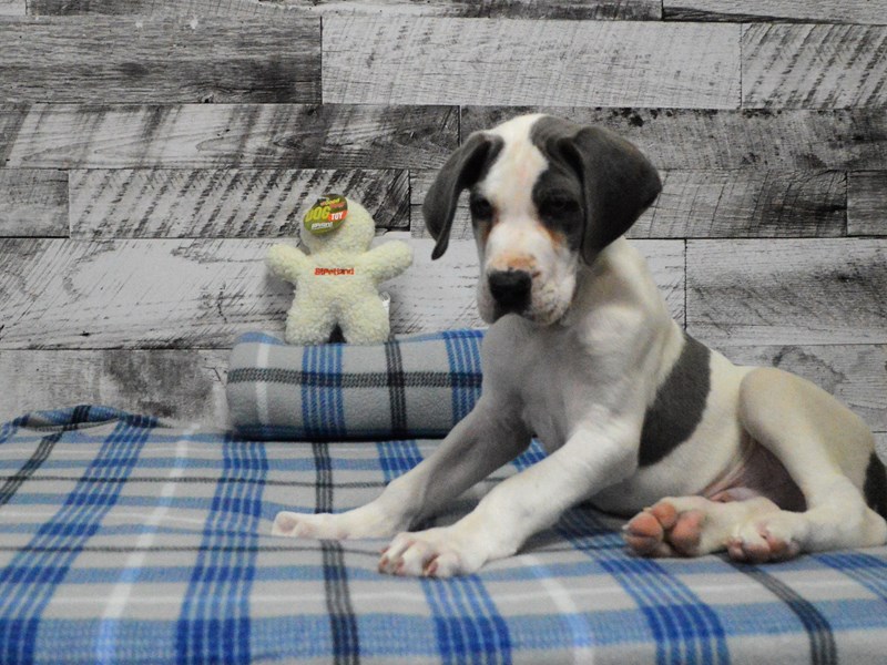 Great Dane-DOG-Male-White Piebald-2966192-Petland Dunwoody Puppies For Sale