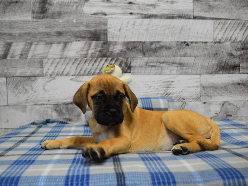 Bull Mastiff-DOG-Male-Red Fawn-2949933-Petland Dunwoody Puppies For Sale