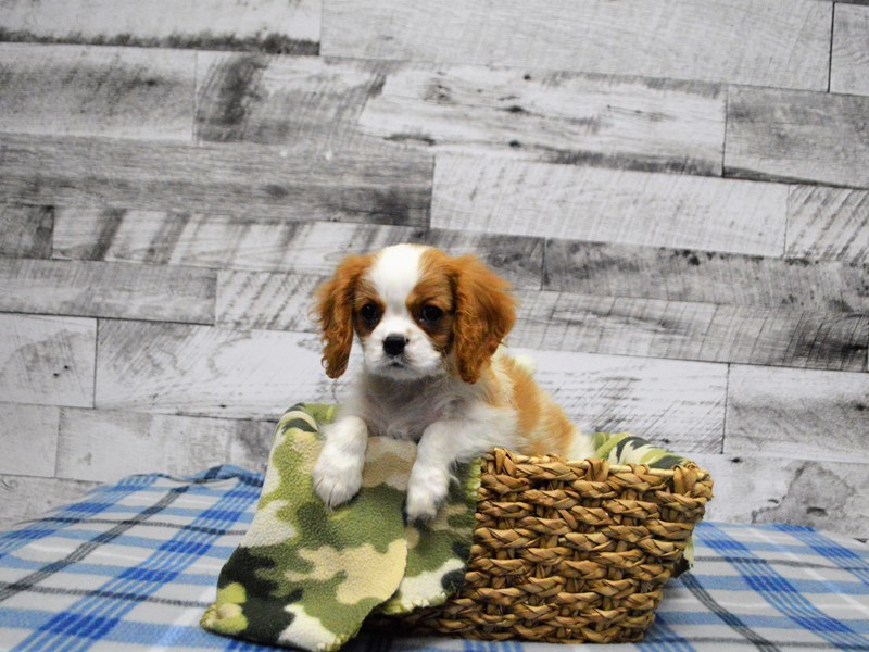 Cavalier King Charles Spaniel-DOG-Male-Blenheim-2965927-Petland Dunwoody Puppies For Sale