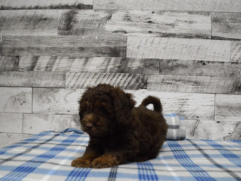 Mini Goldendoodle-DOG-Male-Chocolate-2957887-Petland Dunwoody Puppies For Sale