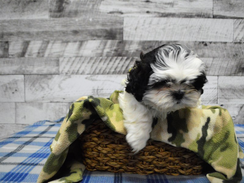 Shih Tzu-DOG-Male-Black and White-2957614-Petland Dunwoody Puppies For Sale