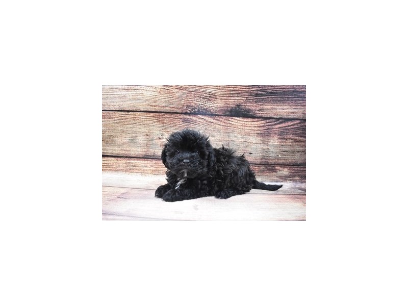 Havachon-Female-Black-2973009-Petland Dunwoody Puppies For Sale