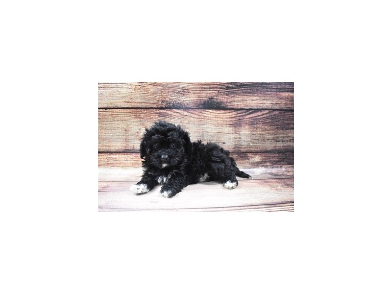Havachon-Female-Black-2973011-Petland Dunwoody Puppies For Sale