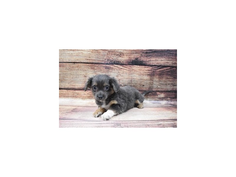 Chihuahua-DOG-Female-Blue and Tan-2973019-Petland Dunwoody