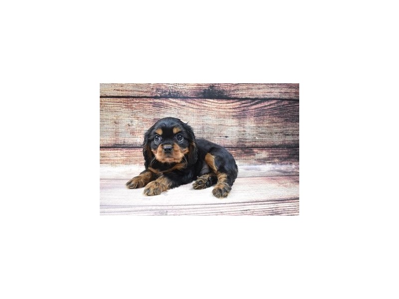 Cavalier King Charles Spaniel-DOG-Male-Black and Tan-2973030-Petland Dunwoody Puppies For Sale