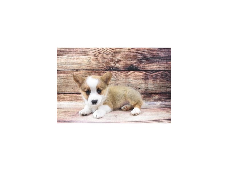 Pembroke Welsh Corgi-DOG-Male-Sable-2973078-Petland Dunwoody Puppies For Sale