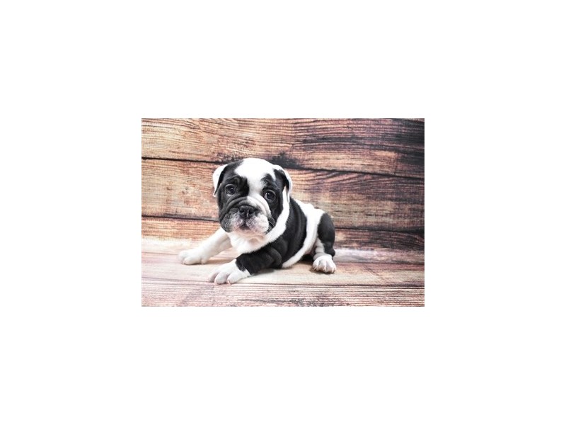 English Bulldog-DOG-Female-Black and White-2973088-Petland Dunwoody Puppies For Sale