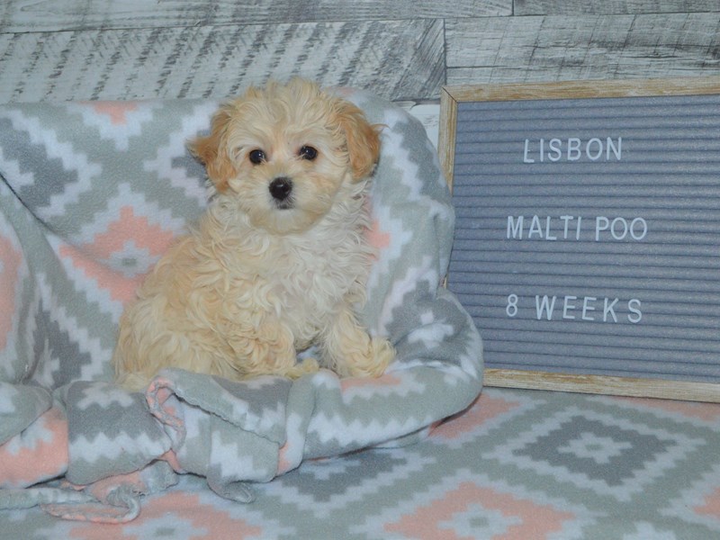 Maltipoo-DOG-Female-Cream-2972369-Petland Dunwoody Puppies For Sale