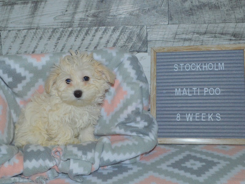 Maltipoo-DOG-Female-Cream-2972368-Petland Dunwoody Puppies For Sale