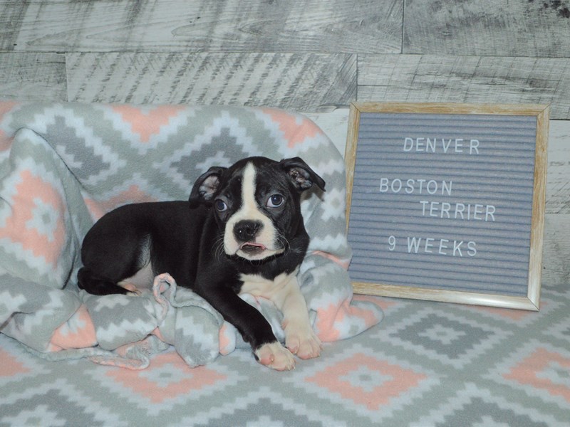 Boston Terrier-DOG-Male-Black and White-2972391-Petland Dunwoody