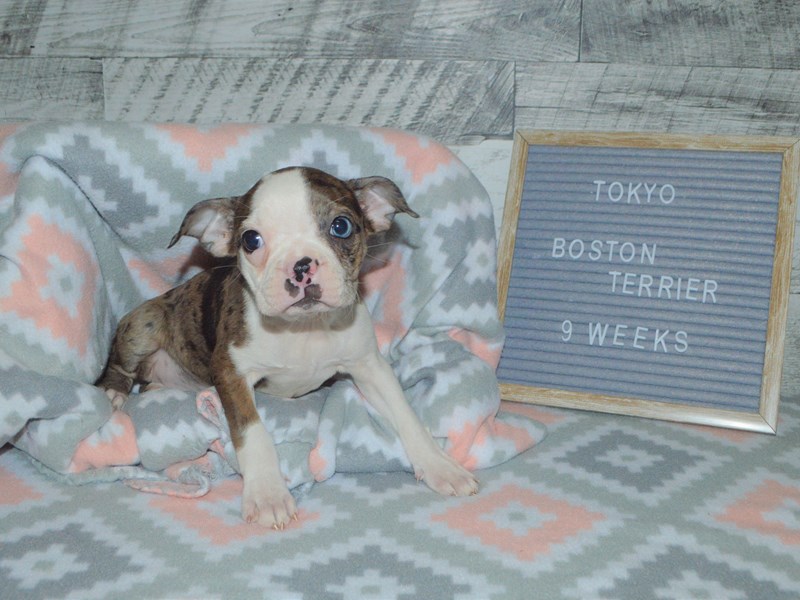 Boston Terrier-DOG-Female-Merle-2972374-Petland Dunwoody Puppies For Sale