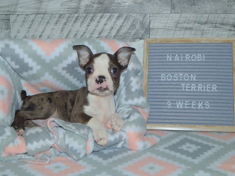 Boston Terrier-DOG-Female-Merle-2972376-Petland Dunwoody Puppies For Sale