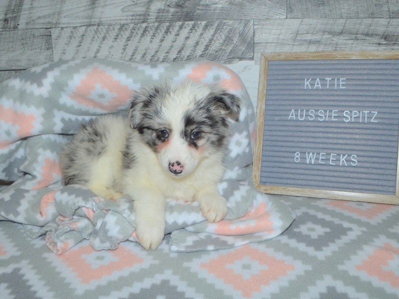 Aussie Spitz DOG Female Blue Merle 2972741 Petland Dunwoody