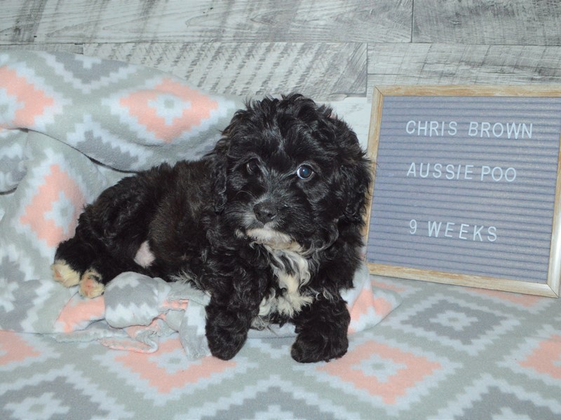 Aussie Poo-Male-Black and white-2972744-Petland Dunwoody