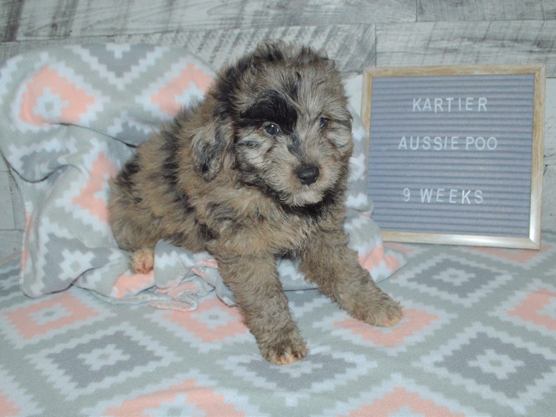 Aussie Poo-Female-Merle-2972743-Petland Dunwoody Puppies For Sale
