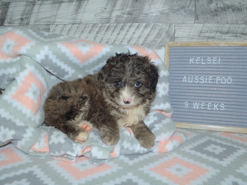 Aussie Poo-Female-Merle-2972742-Petland Dunwoody Puppies For Sale