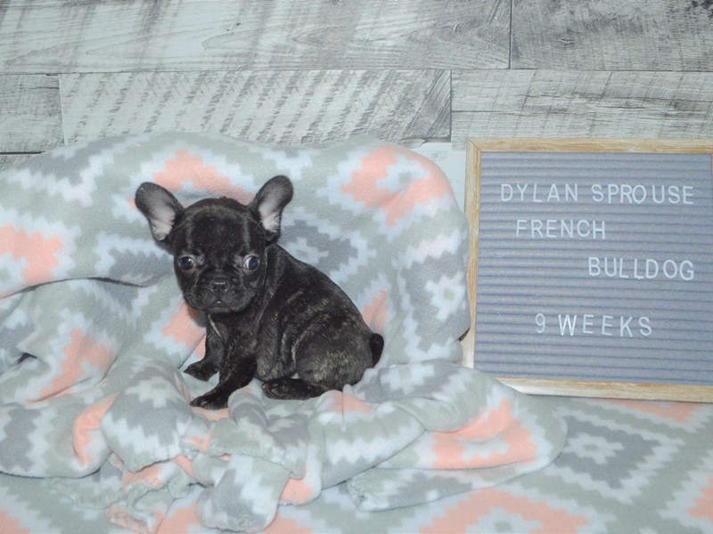 French Bulldog-DOG-Male-Brindle-2973003-Petland Dunwoody Puppies For Sale