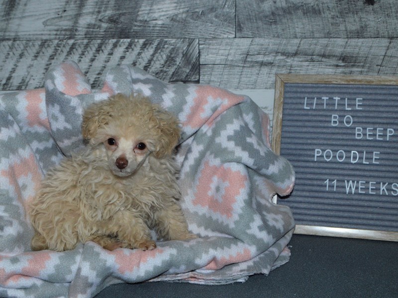 Poodle-DOG-Female-Cream-2980642-Petland Dunwoody Puppies For Sale