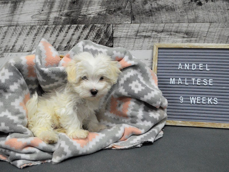 Maltese-DOG-Male-White-2980690-Petland Dunwoody Puppies For Sale